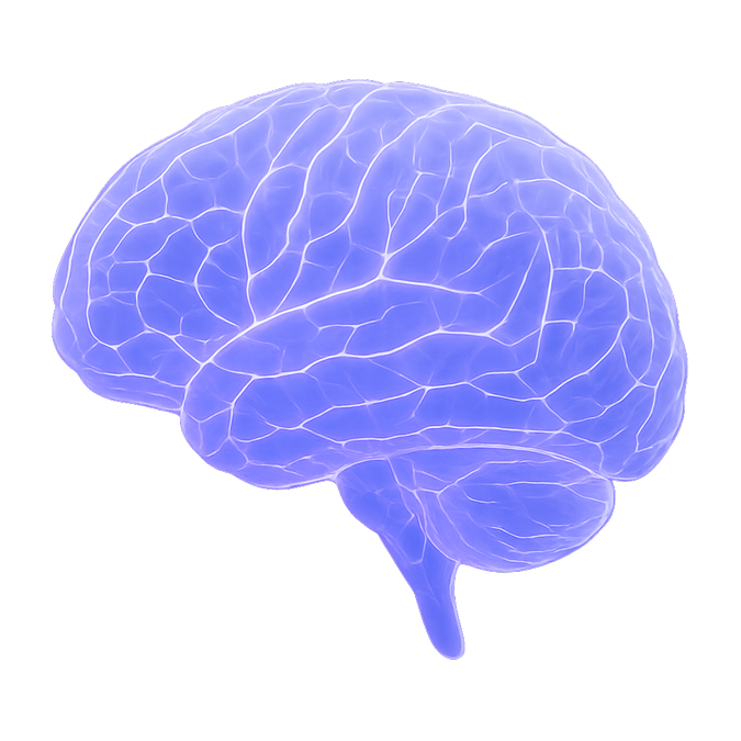 Brain illustration showing how Trazodone works