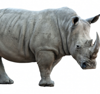 What Are Rhino Pills? Risks, Side Effects & Alternatives
